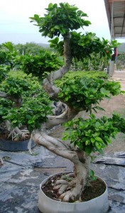 S shape Ficus Microcarpa