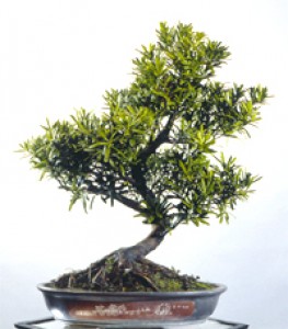 Rodocarpus Macrophyllus